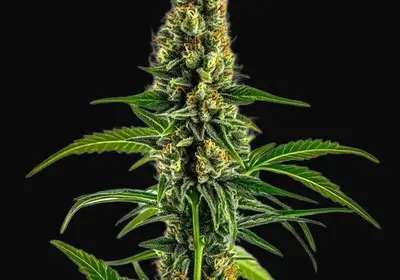 Mamba Negra CBD
