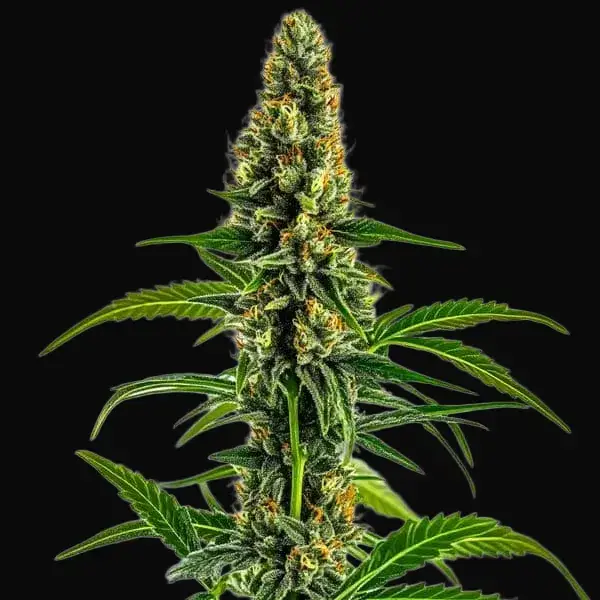 Mamba Negra CBD
