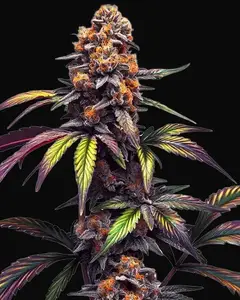 Mamba Negra CBG