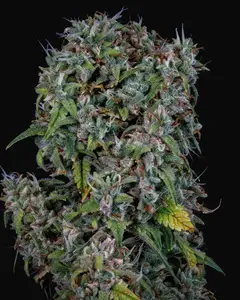 ManBearAlienPig Auto