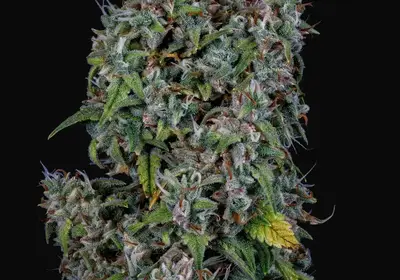 ManBearAlienPig Auto