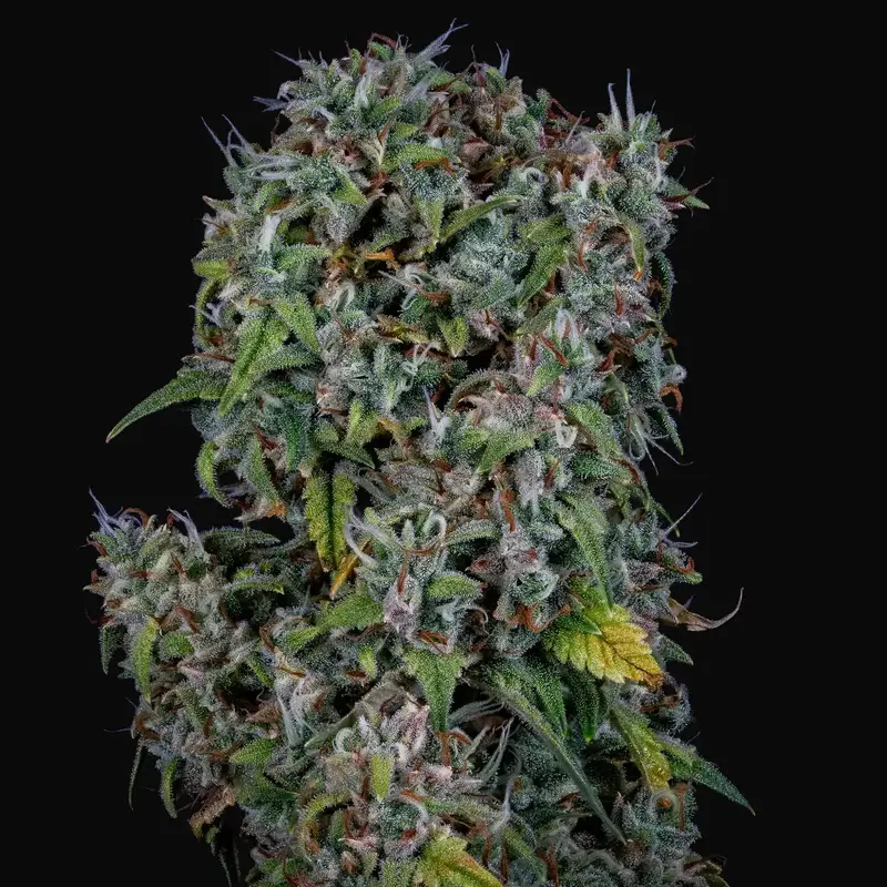 ManBearAlienPig Auto