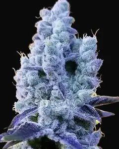 Mandarin Cookies V2