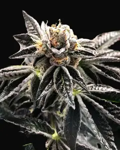 Mandarin Gelato