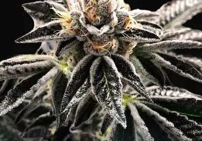 Mandarin Gelato