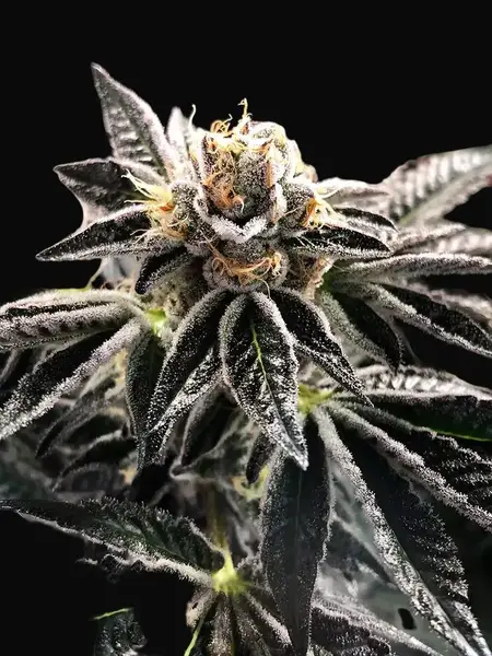 Mandarin Gelato