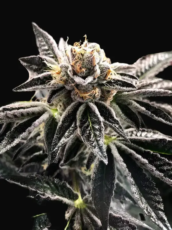 Mandarin Gelato
