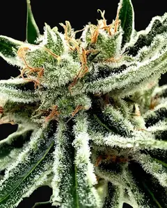 Mandarin Haze
