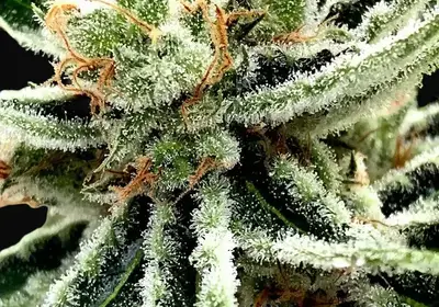 Mandarin Haze