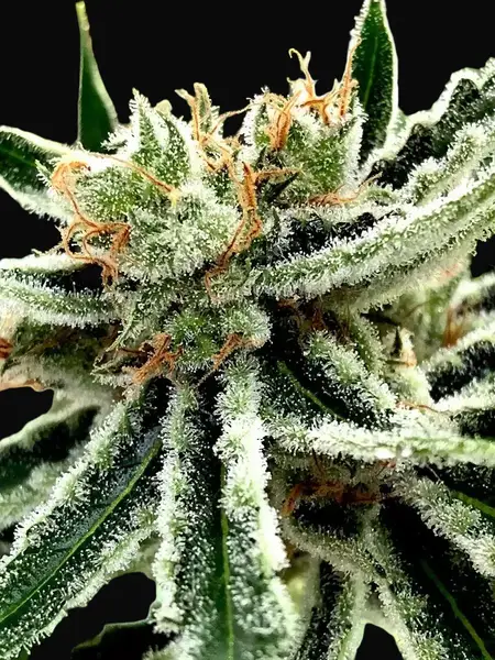 Mandarin Haze