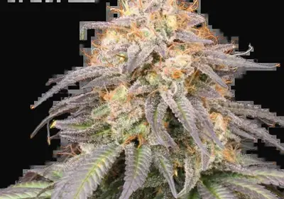 Mandarin Panties Auto