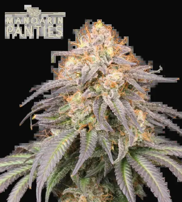 Mandarin Panties Auto