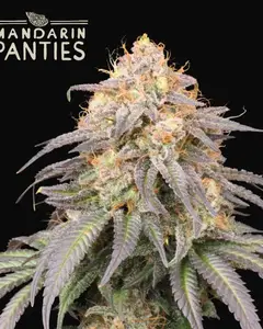 Mandarin Panties Auto