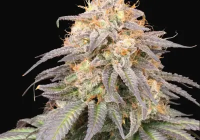 Mandarin Panties Auto
