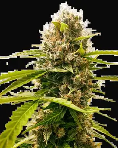 Mandarin Punch Feminized