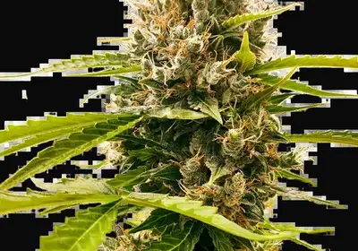 Mandarin Punch Feminized