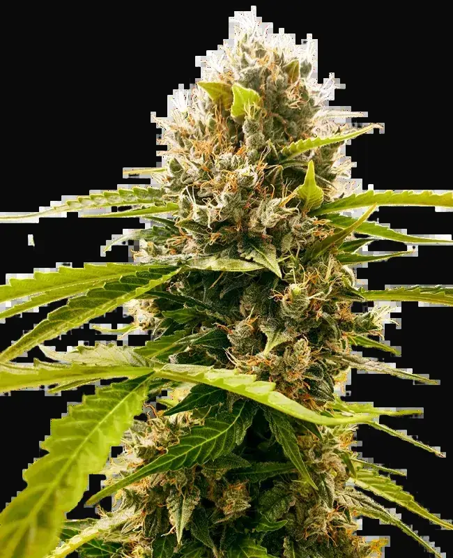Mandarin Punch Feminized