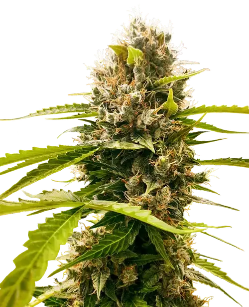 Mandarin Punch Feminized