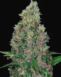 Mandarine Jam Feminized