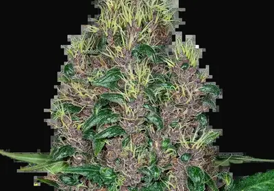 Mandarine Jam Feminized