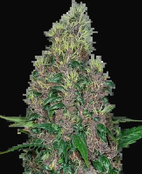 Mandarine Jam Feminized