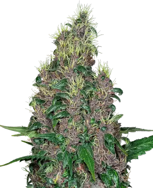 Mandarine Jam Feminized