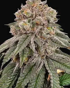Mango Cake (Mojo Edition)