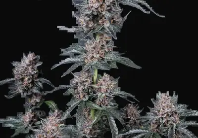 Mango Cherry Runtz Auto