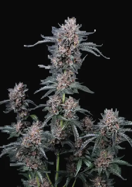 Mango Cherry Runtz Auto