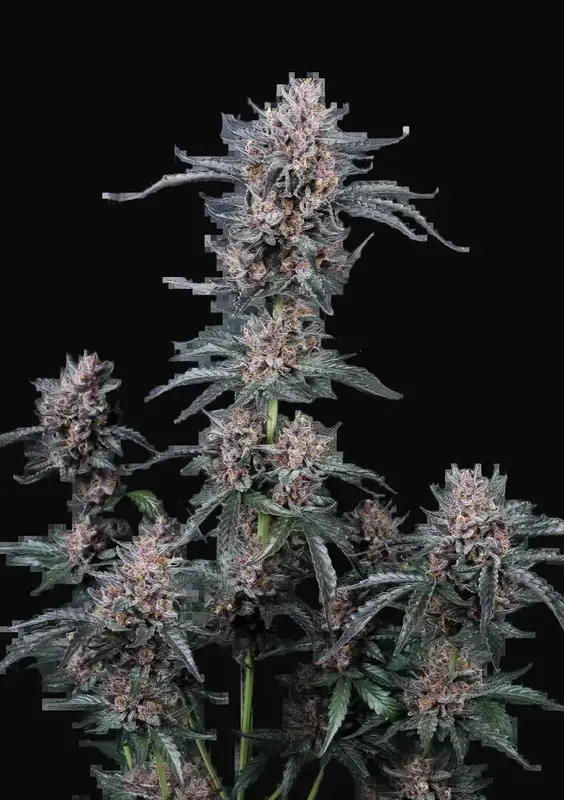 Mango Cherry Runtz Auto