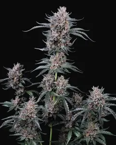 Mango Cherry Runtz Auto