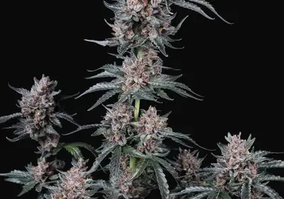 Mango Cherry Runtz Auto