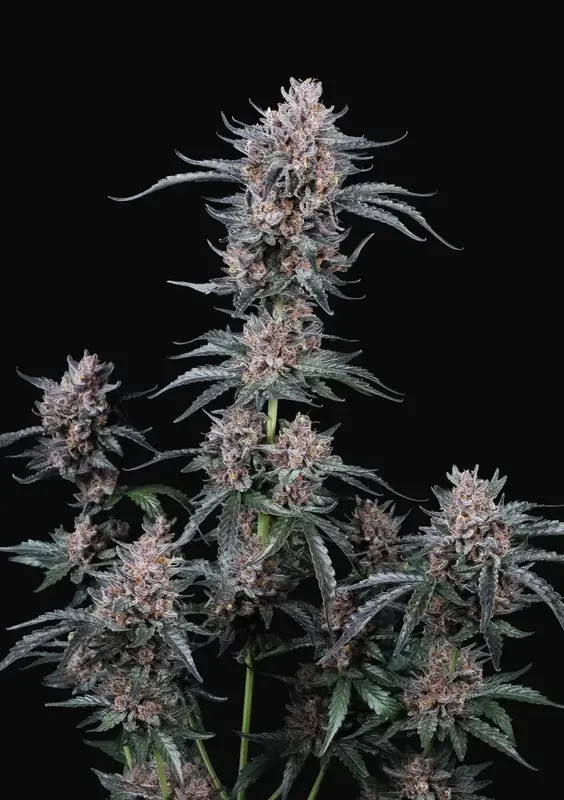 Mango Cherry Runtz Auto