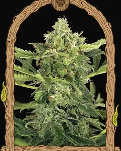 Mango Cream Auto