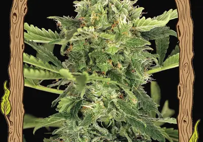 Mango Cream Auto