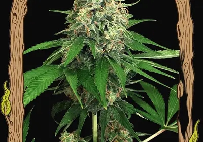 Mango Cream