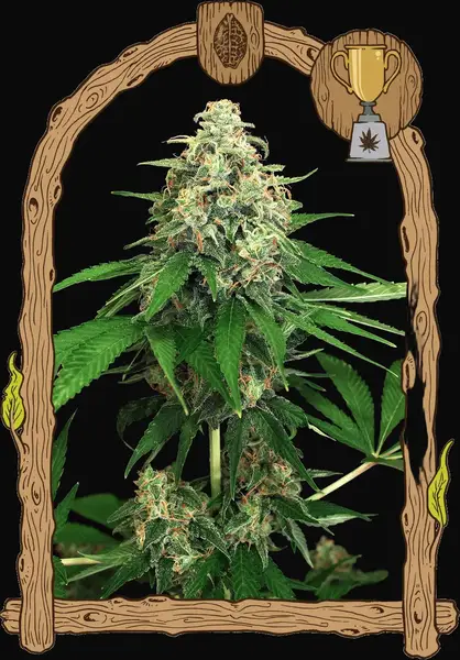 Mango Cream