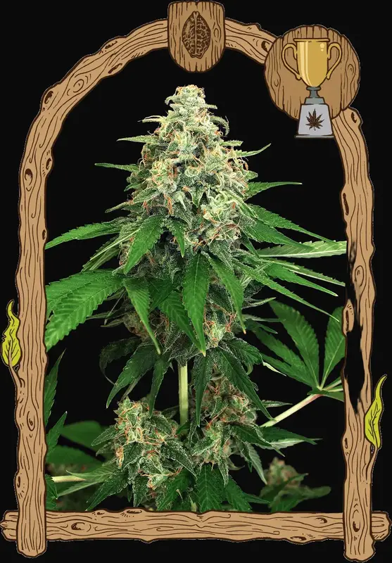 Mango Cream