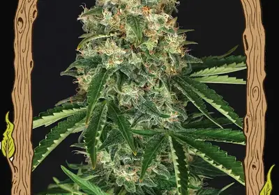 Mango Cream Regular
