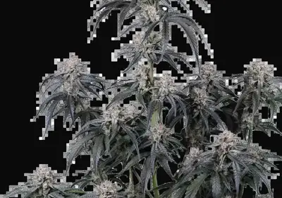 Mango Frost Auto