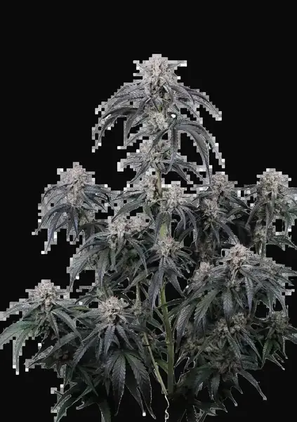 Mango Frost Auto