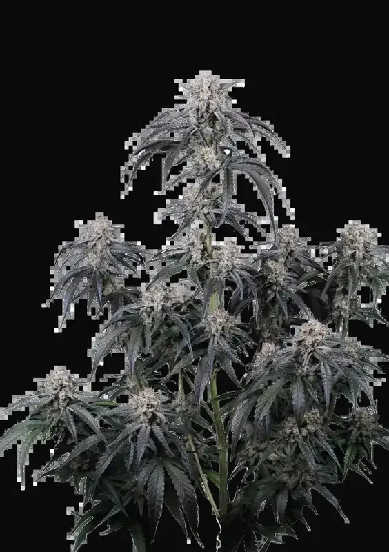 Mango Frost Auto