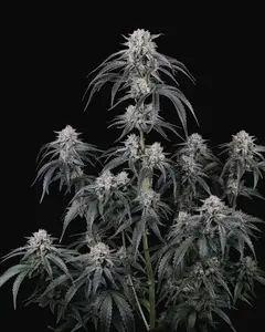 Mango Frost Auto