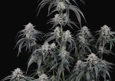 Mango Frost Auto