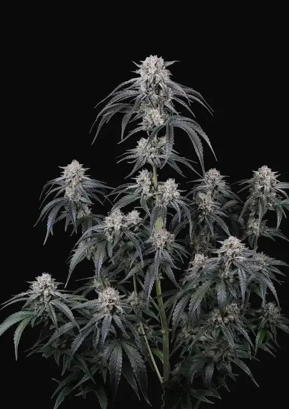 Mango Frost Auto