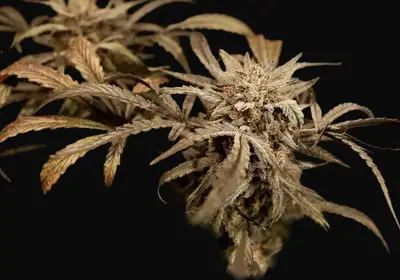Mango Grove Auto