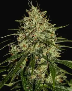 Mango Haze