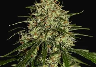 Mango Haze