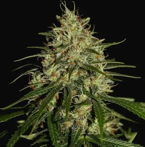 Mango Haze