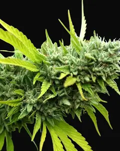 Mango OG Auto